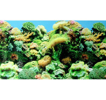 水族器材背景画蓝珊瑚