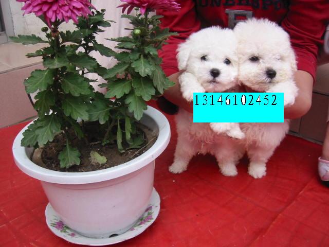���־�ë���ܱ���