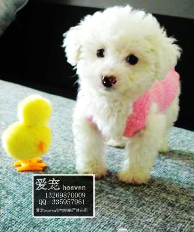 ����-�ǳ��ɰ���ë����߹�-��Ӧ���ﹷ