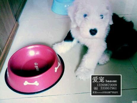 �������ۼ�Ʒ��ͷӢ����������Ȯ����-��Ӧ���ﹷ