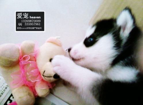 %  ���۹�ʿ����Ȯ�����Ŀ����ͻ�-��Ӧ���ﹷ
