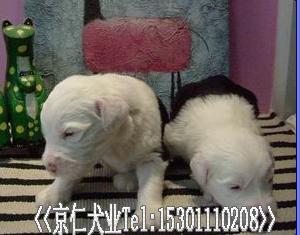 ����Ȯҵ��ֻ���̴���% -��Ӧ���ﹷ