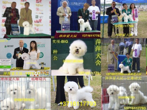 ��Ӧ��ë������Ȯ  1-��Ӧ���ﹷ