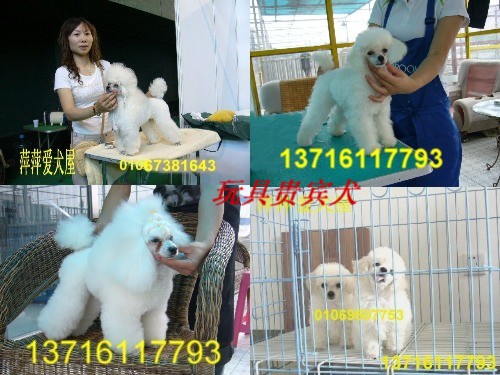��Ӧ��ɫ��߹��Ȯ-��Ӧ���ﹷ
